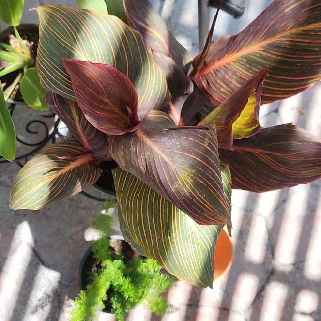 Photo of the plant species Tropicanna Canna Lily by @HoneyedPomelo named Rihanna on Greg, the plant care app