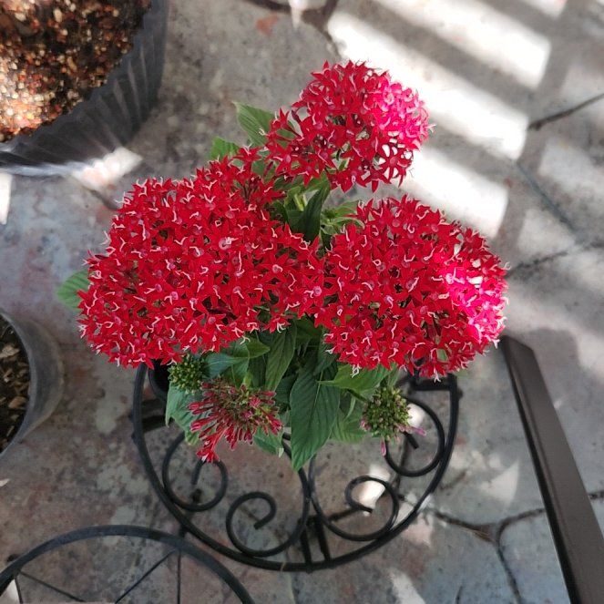 Photo of the plant species Egyptian Starcluster by @HoneyedPomelo named Graffiti 20/20 on Greg, the plant care app