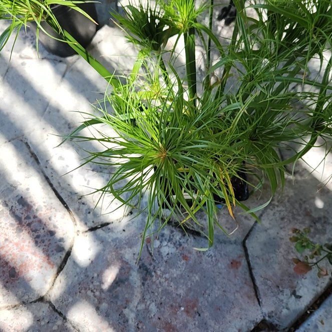Photo of the plant species Papyrus by @HoneyedPomelo named Egypt on Greg, the plant care app