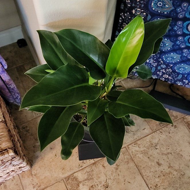 Photo of the plant species Congo Green Philodendron by @HoneyedPomelo named Congo on Greg, the plant care app