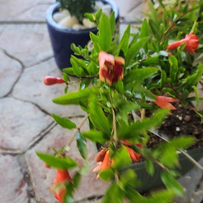 Photo of the plant species Pomegranate by @HoneyedPomelo named Pommie on Greg, the plant care app