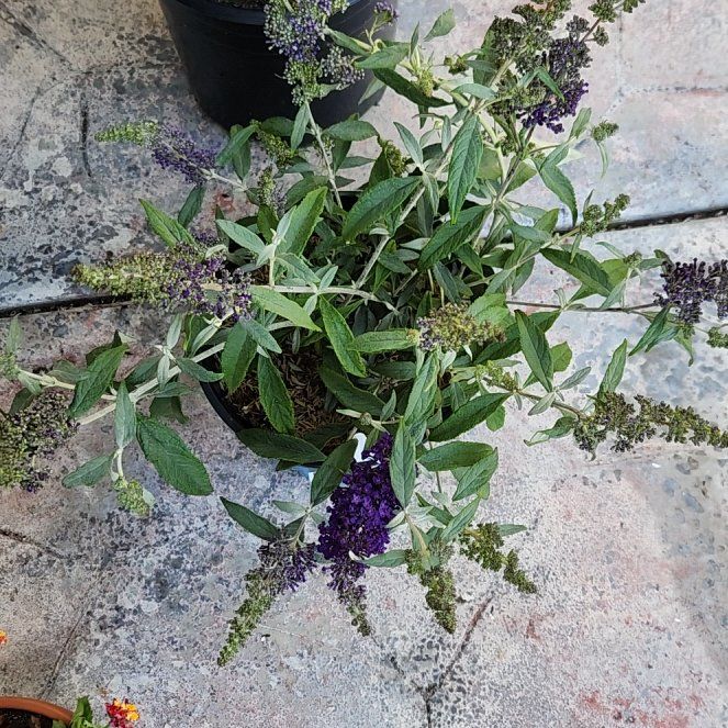 Photo of the plant species Buddleja 'Buzz Midnight' by @HoneyedPomelo named Buzz 2 on Greg, the plant care app