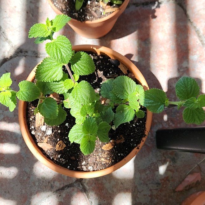 Photo of the plant species Purple Lantana by @HoneyedPomelo named Lantana Purple Falls on Greg, the plant care app