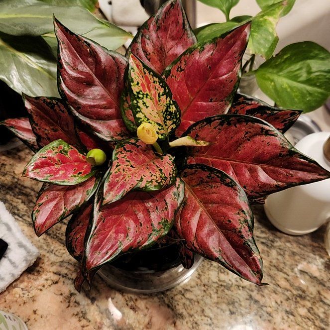 Photo of the plant species Anglaonema Black Maroon by @HoneyedPomelo named Black Maroon on Greg, the plant care app