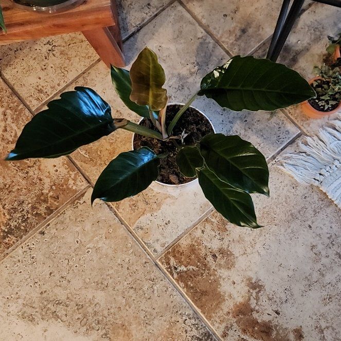 Photo of the plant species Philodendron 'Caramel Pluto' by @HoneyedPomelo named Caramel Pluto on Greg, the plant care app