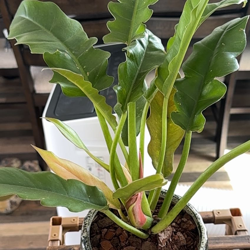 Photo of the plant species Philodendron Narrow Tiger Tooth by @ComposedNoognug named Tigger on Greg, the plant care app