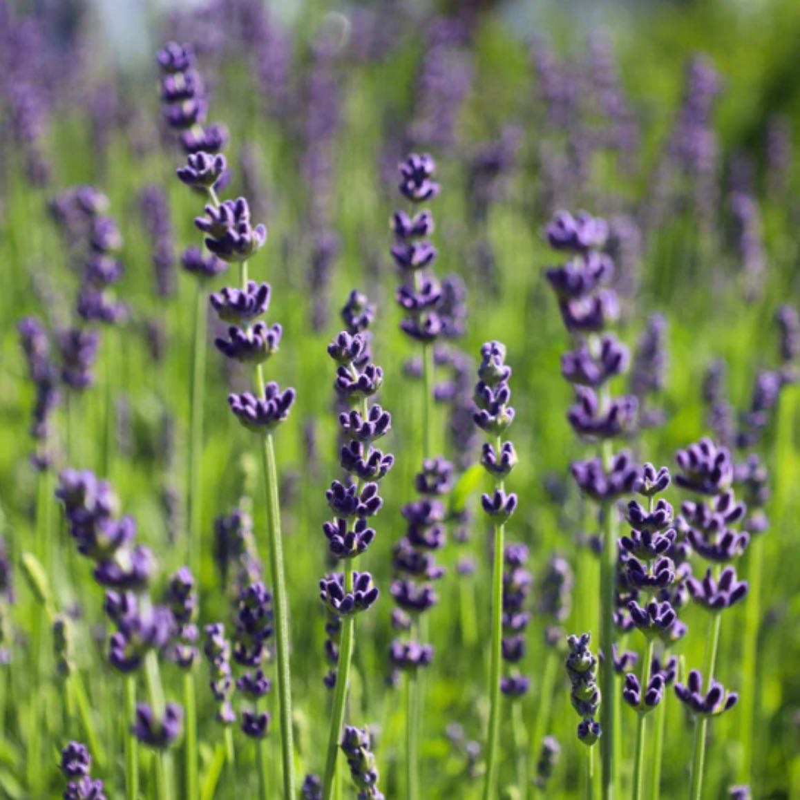 Photo of the plant species Hidcote Blue Lavender by @AssuredlyBacopa named Hidcote lavender on Greg, the plant care app
