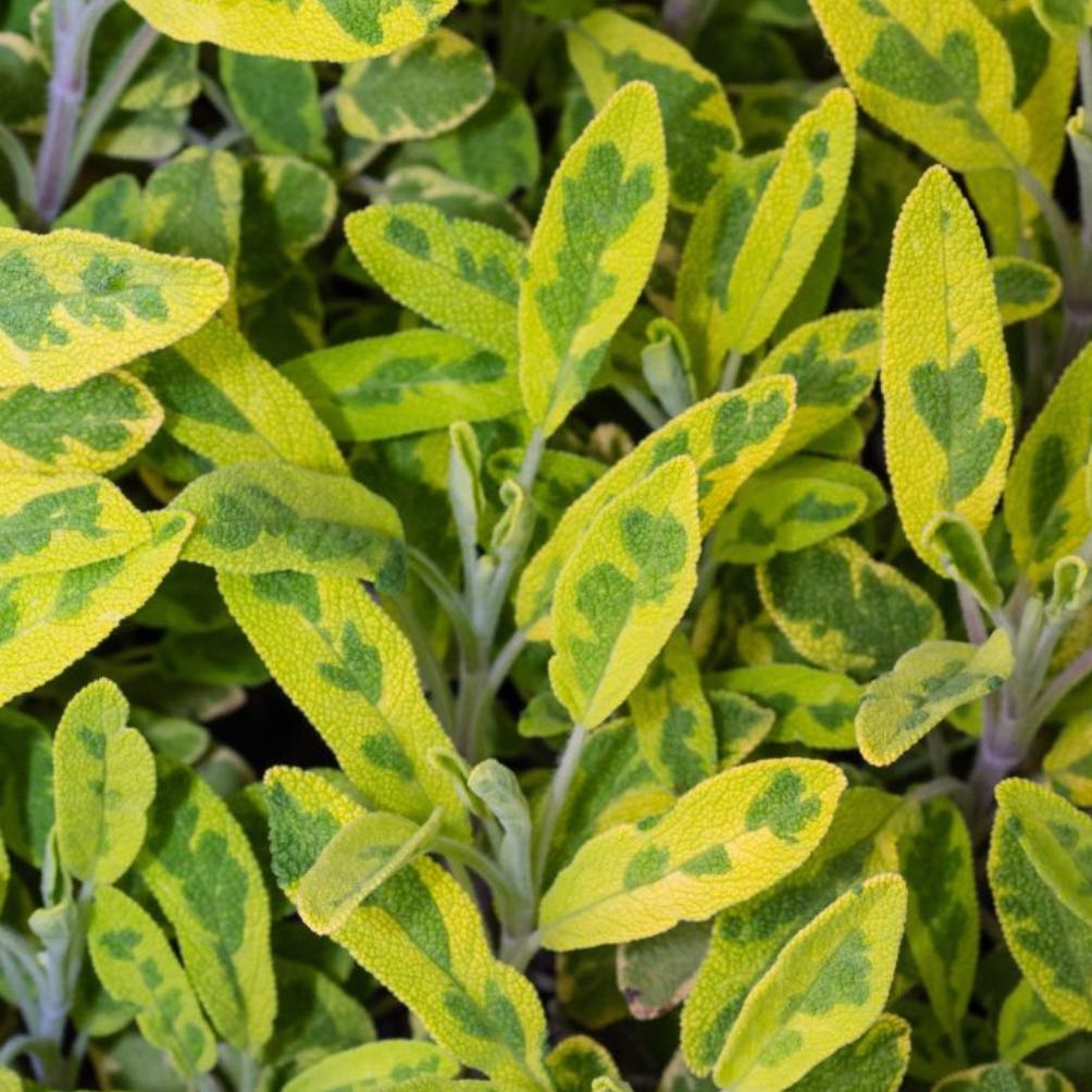 Photo of the plant species Golden Sage by @AssuredlyBacopa named Golden Sage on Greg, the plant care app