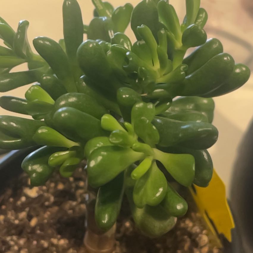 Photo of the plant species Gandalf Jade by @HighestBasil named Maya on Greg, the plant care app