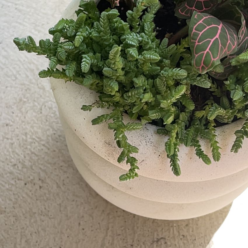 Photo of the plant species Water Chain by @SacredOxtongue named Luna on Greg, the plant care app
