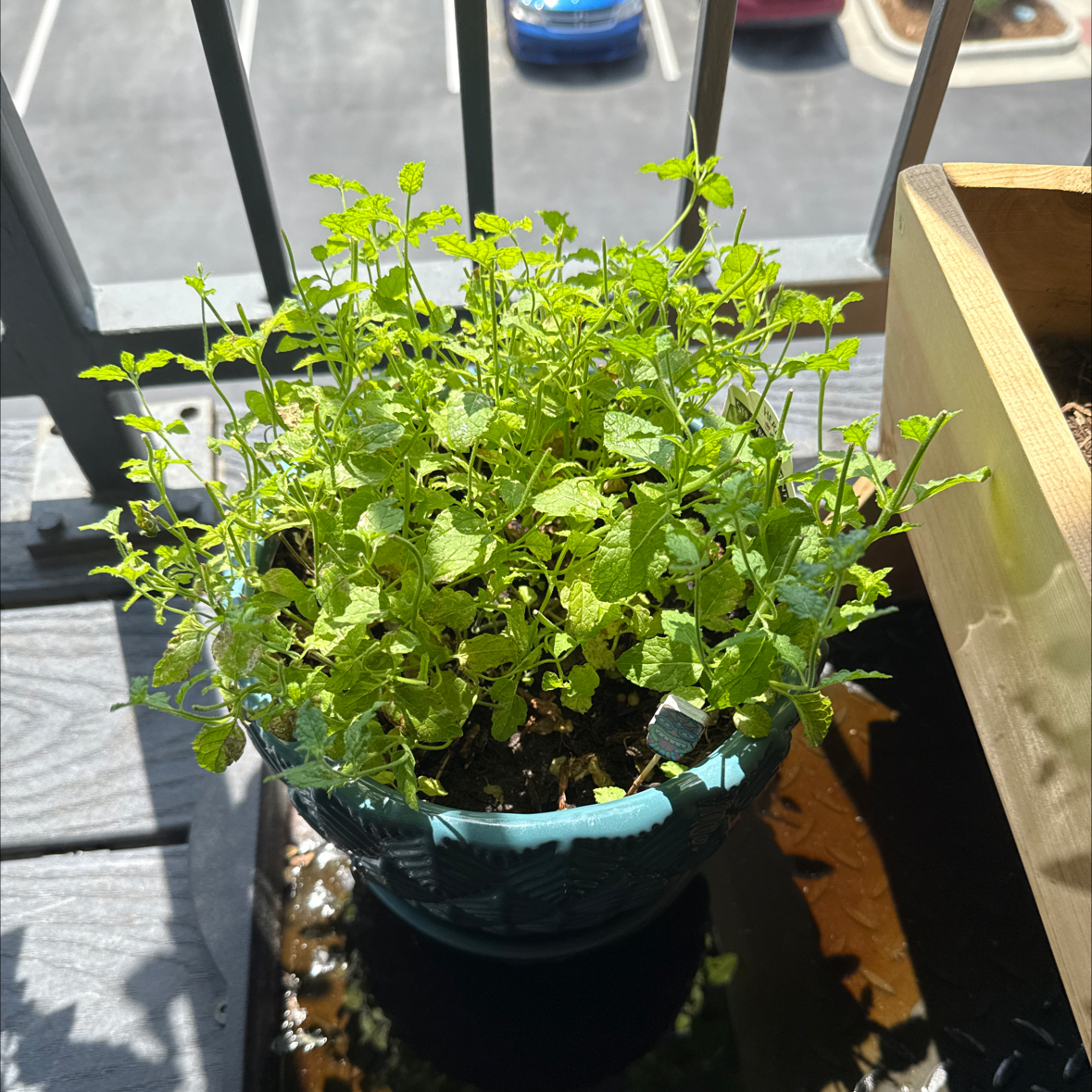 Photo of the plant species strawberry mint by @DevilsSnare named Sherlock on Greg, the plant care app