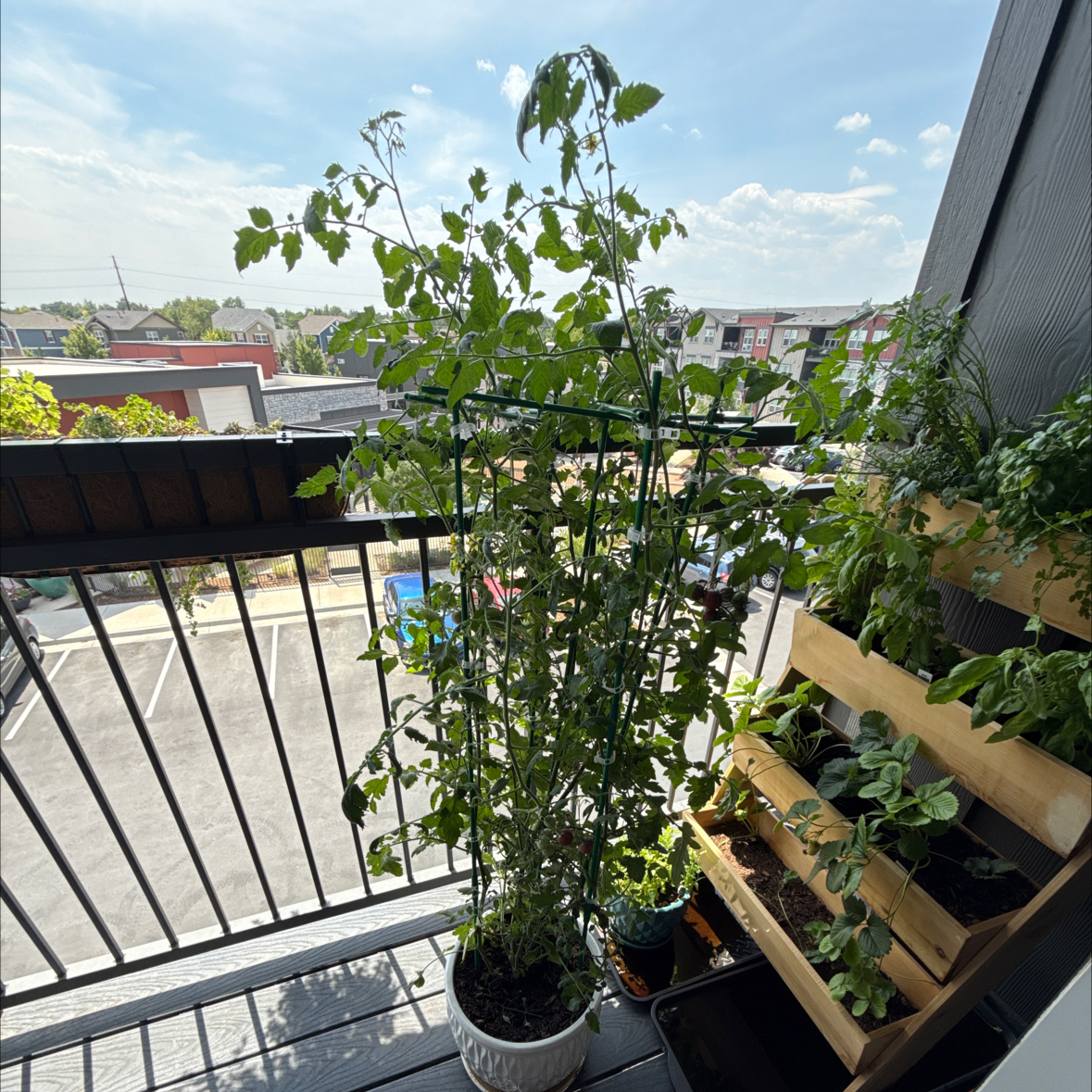 Photo of the plant species Tomato 'Black Cherry' by @DevilsSnare named Watson on Greg, the plant care app