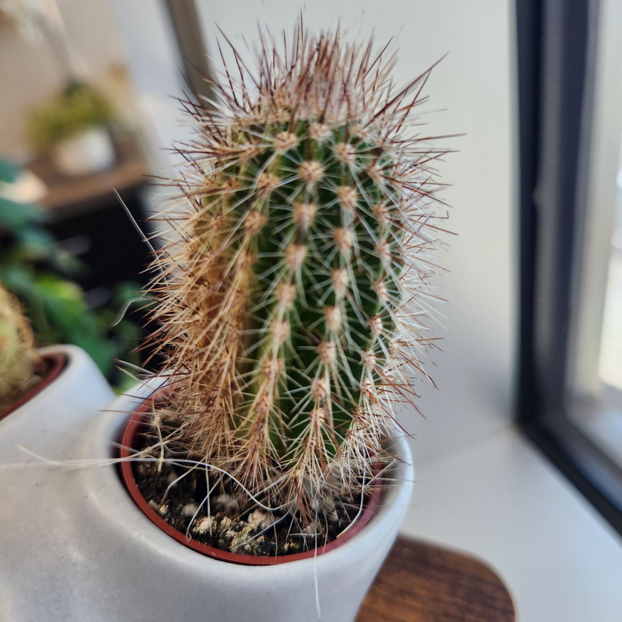 Photo of the plant species Micranthocereus estevesii by @RootedArizona named Justice on Greg, the plant care app
