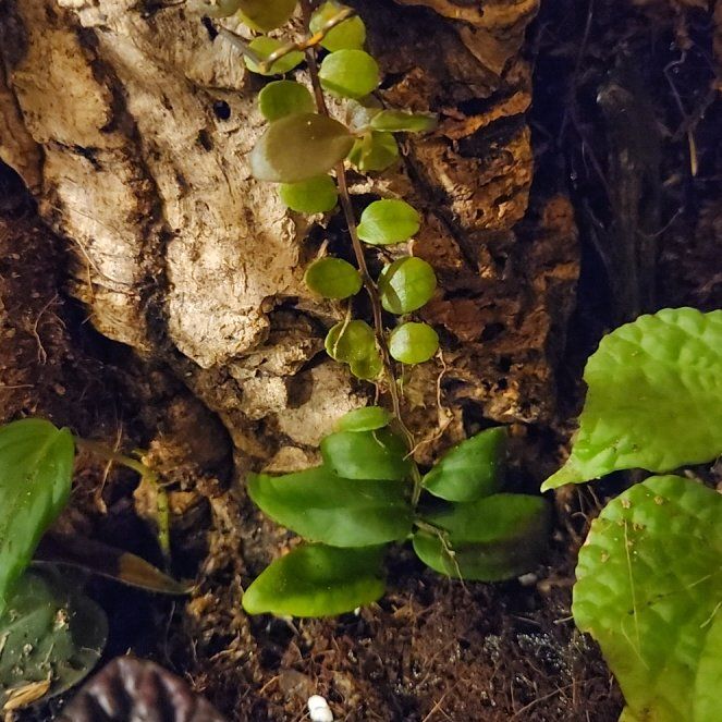 Plant care for Marcgravia on Greg, the plant care app