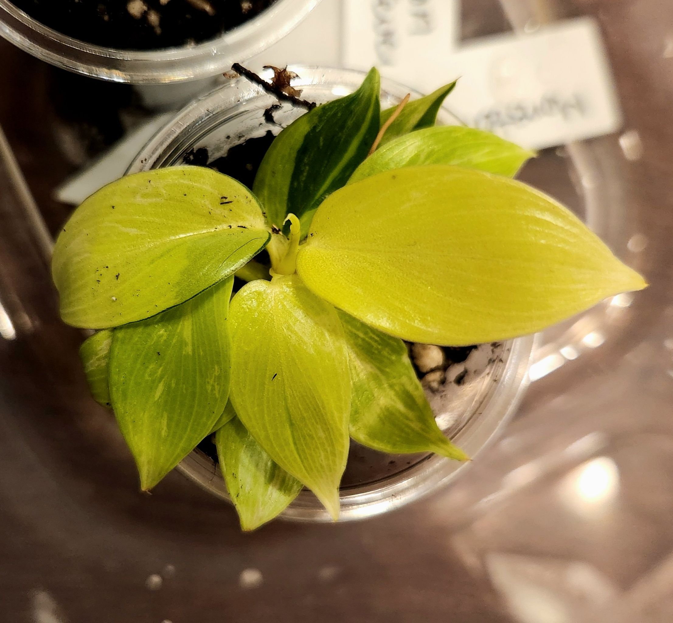Photo of the plant species Jungle Fever Green by @RootedArizona named Felicity on Greg, the plant care app