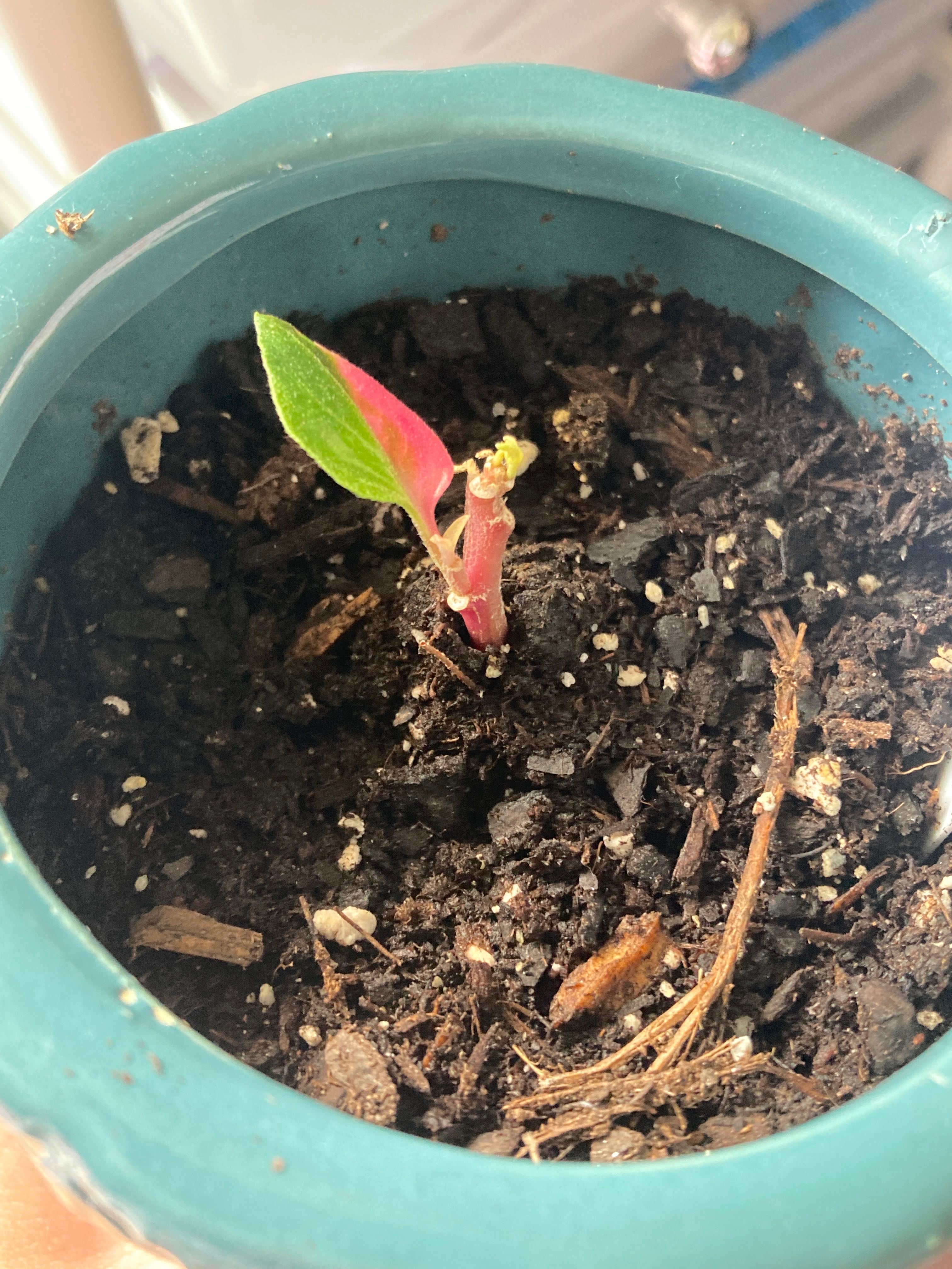 Mat Chaffflower Plant Care Water, Light, Nutrients Greg App 🌱