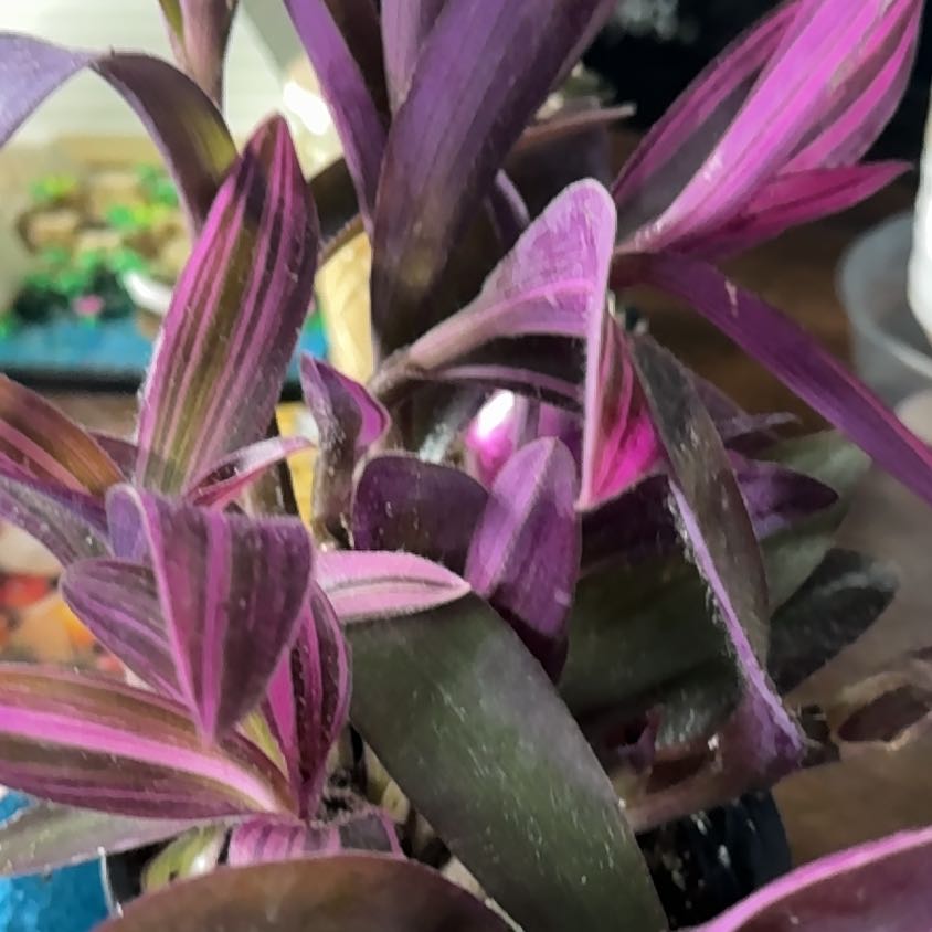 Photo of the plant species Varigated Setcreasea by @NewbieSprout named Elina on Greg, the plant care app