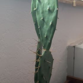 Photo of the plant species Opuntia 'Goblin' by @BalancedRedvein named Sol on Greg, the plant care app