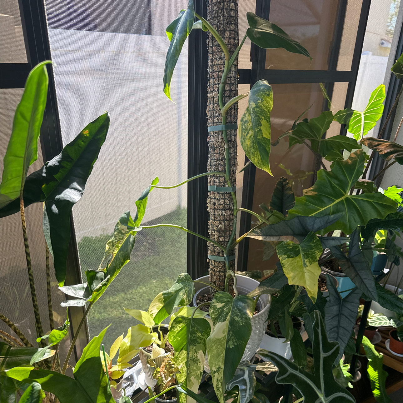 Photo of the plant species Variegated Philodendron by @AubXOsAlocasias named Philodendron Domesticum Variegated on Greg, the plant care app