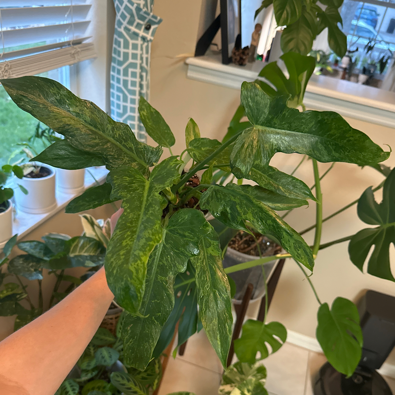 Photo of the plant species Philodendron Mottled Dragon by @AubXOsAlocasias named Philodendron Mottled Dragon on Greg, the plant care app