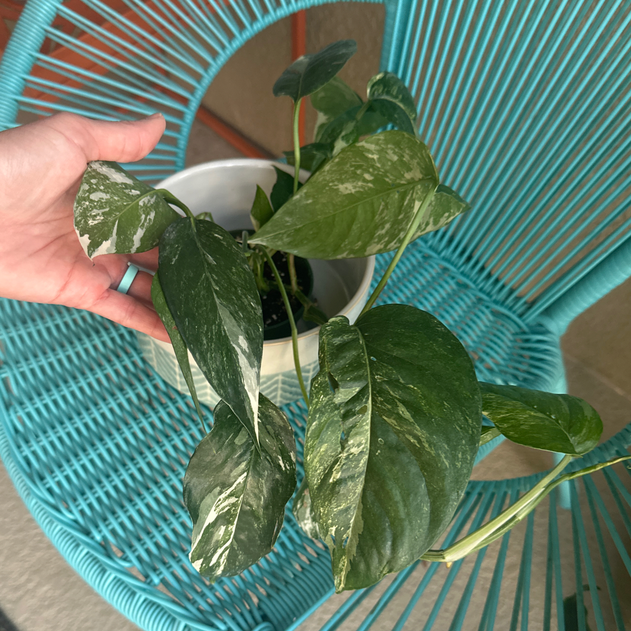 Photo of the plant species Epi Albo by @AubXOsAlocasias named Epipremnum Albo on Greg, the plant care app