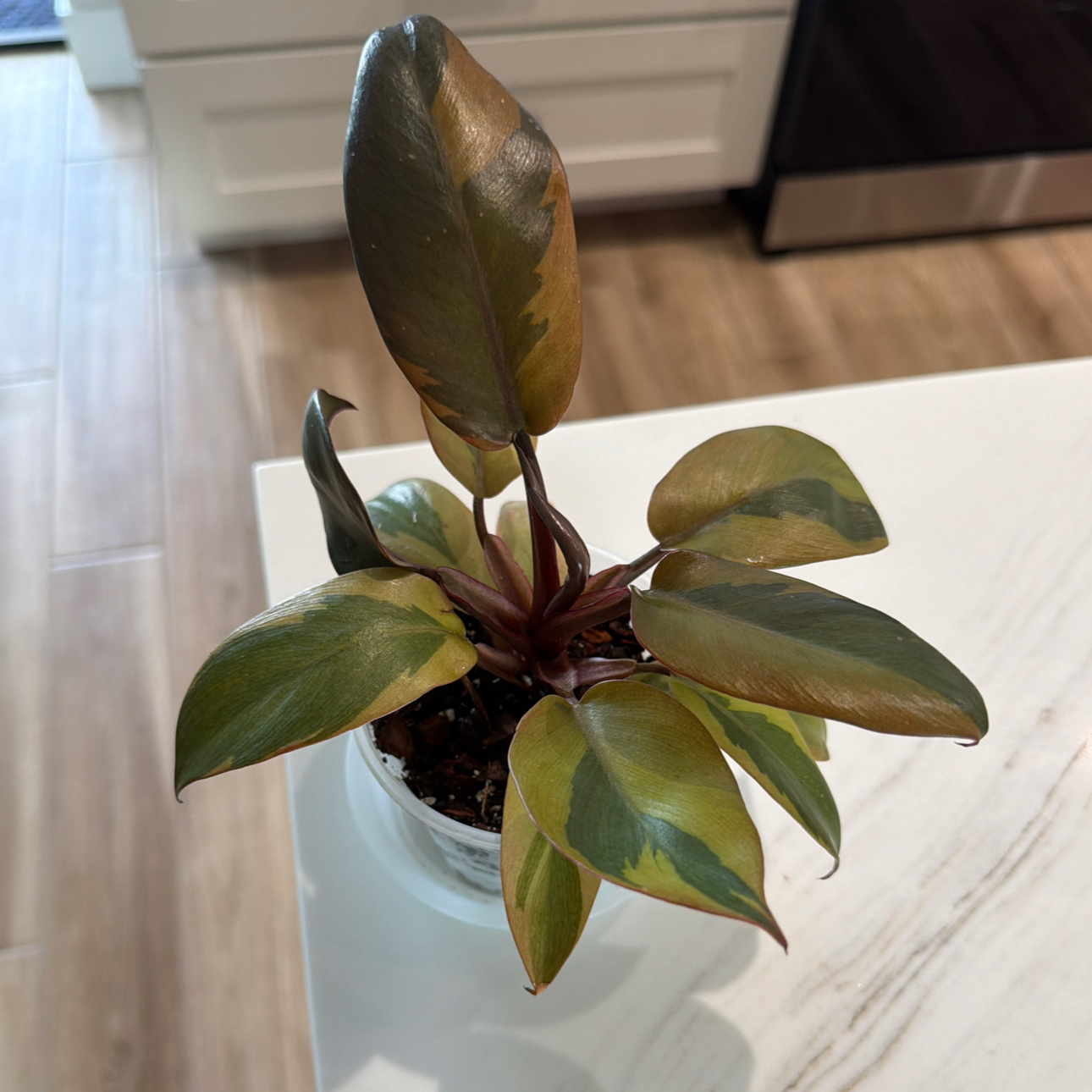 Photo of the plant species Philodendron 'Black Cardinal' Variegated by @AubXOsAlocasias named Philodendron Black Cardinal Variegated on Greg, the plant care app