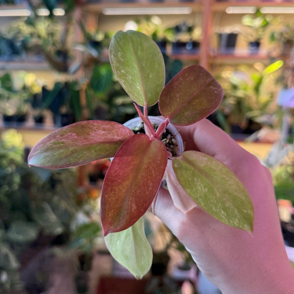 Photo of the plant species Jungle Fever Philodendron by @AubXOsAlocasias named Philodendron Jungle Fever on Greg, the plant care app