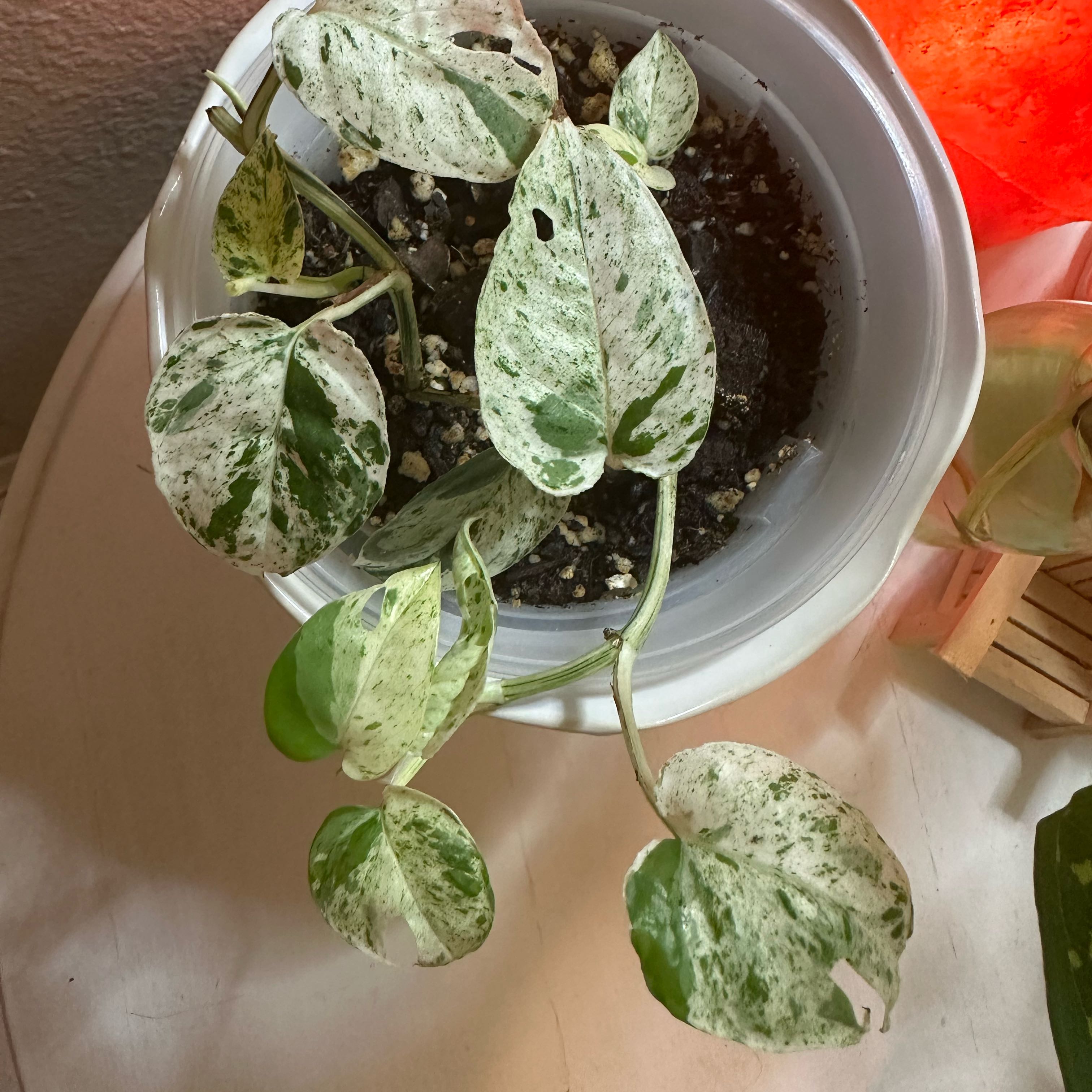 Marble Epipremnum Pinnatum plant with variegated leaves in a pot.
