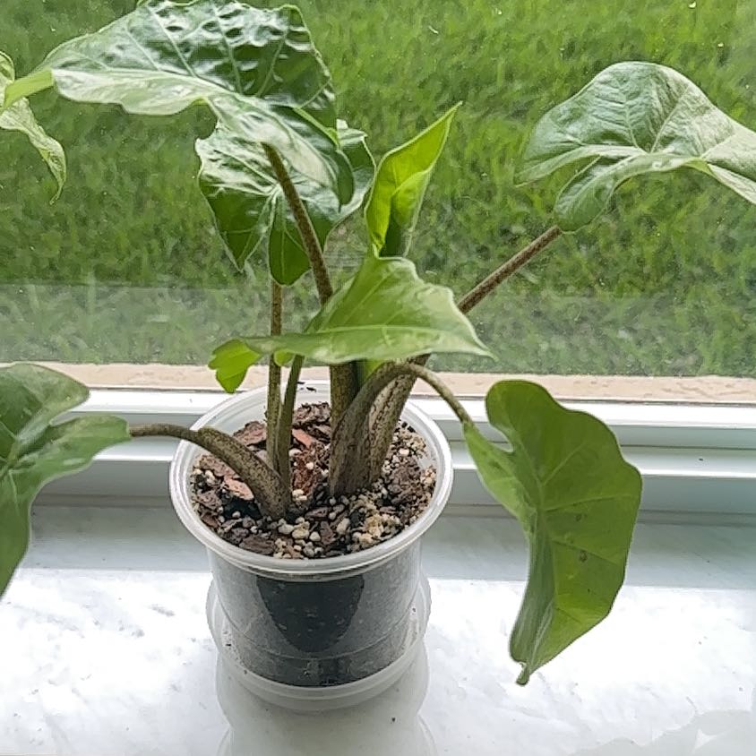 Alocasia 'Low Rider' plant in a clear plastic pot on a windowsill.