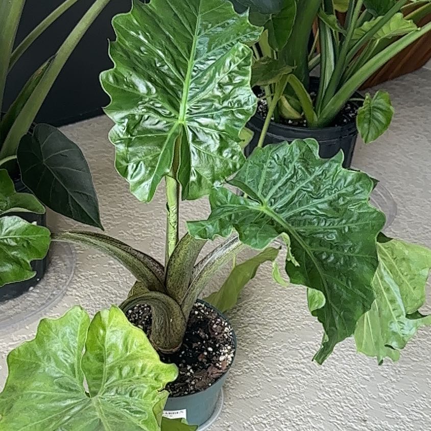 Alocasia 'Low Rider' plant with large, green, crinkled leaves in a pot.