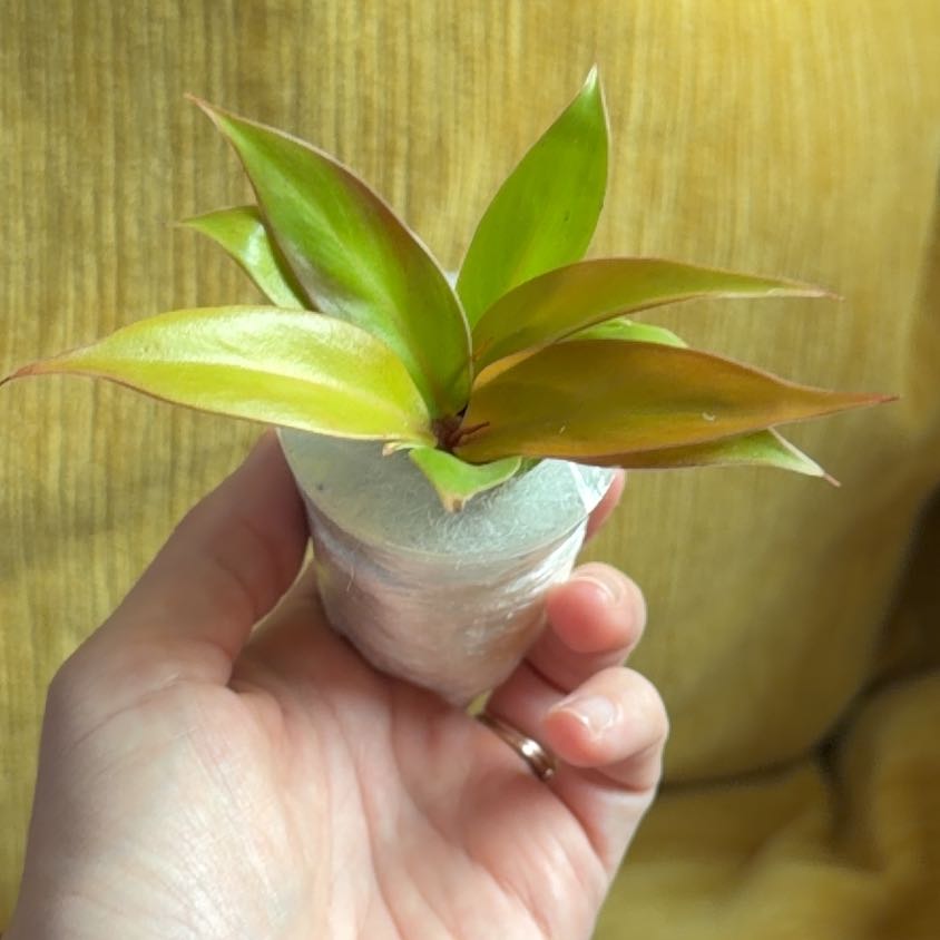Photo of the plant species Philodendron 'Red King' by @AubXOsAlocasias named Philodendron Red King on Greg, the plant care app