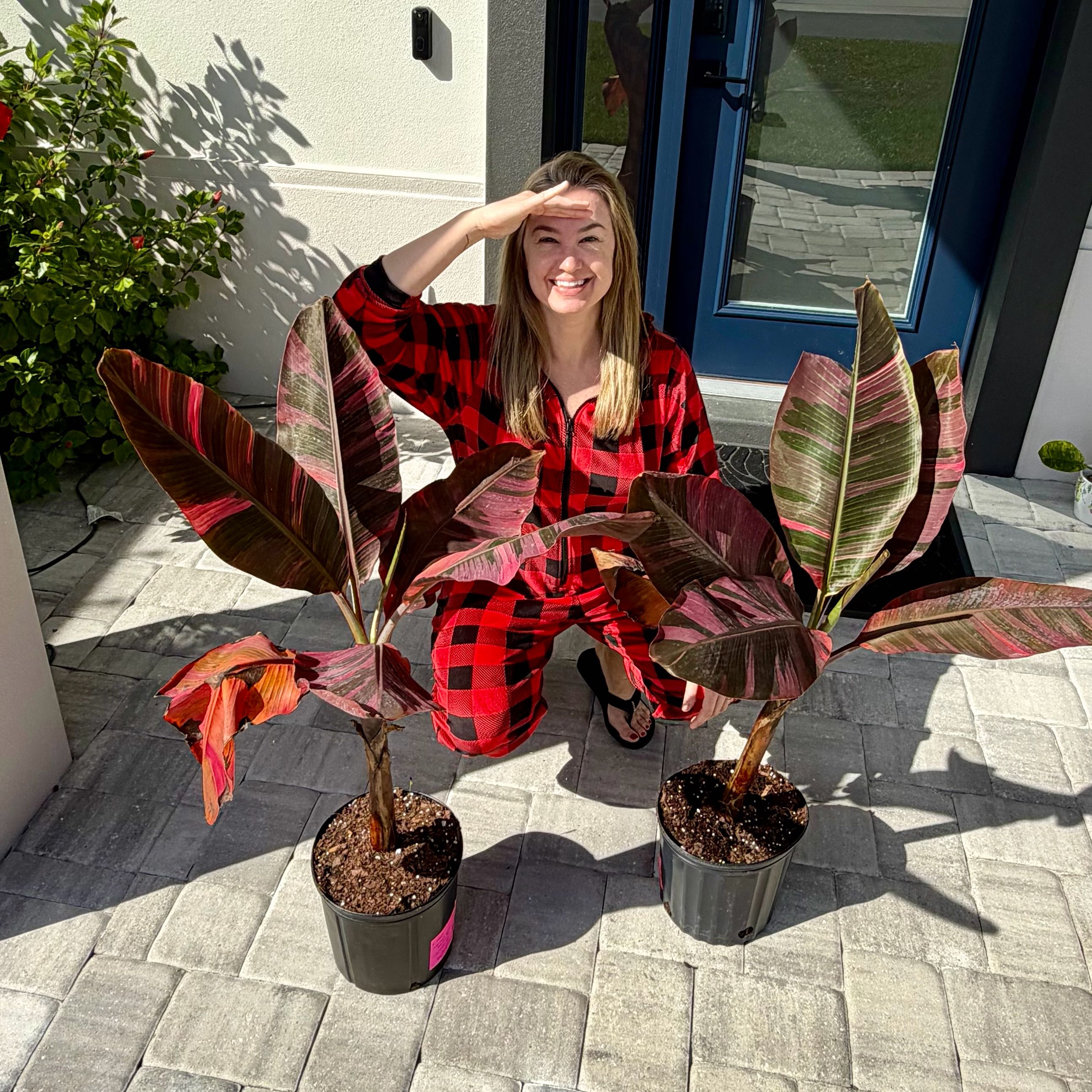 Photo of the plant species Pink Variegated Banana by @AubXOsAlocasias named Banana Tree Pink Variegated on Greg, the plant care app