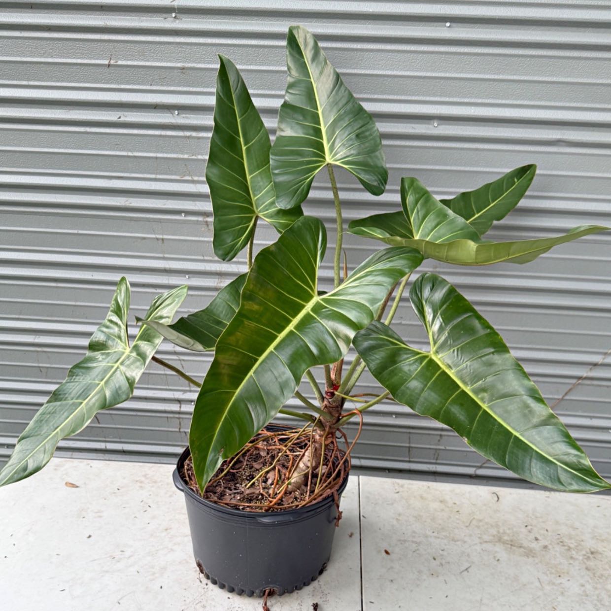 Photo of the plant species Philodendron bernardopazii by @AubXOsAlocasias named Philodendron Bernardopazii on Greg, the plant care app