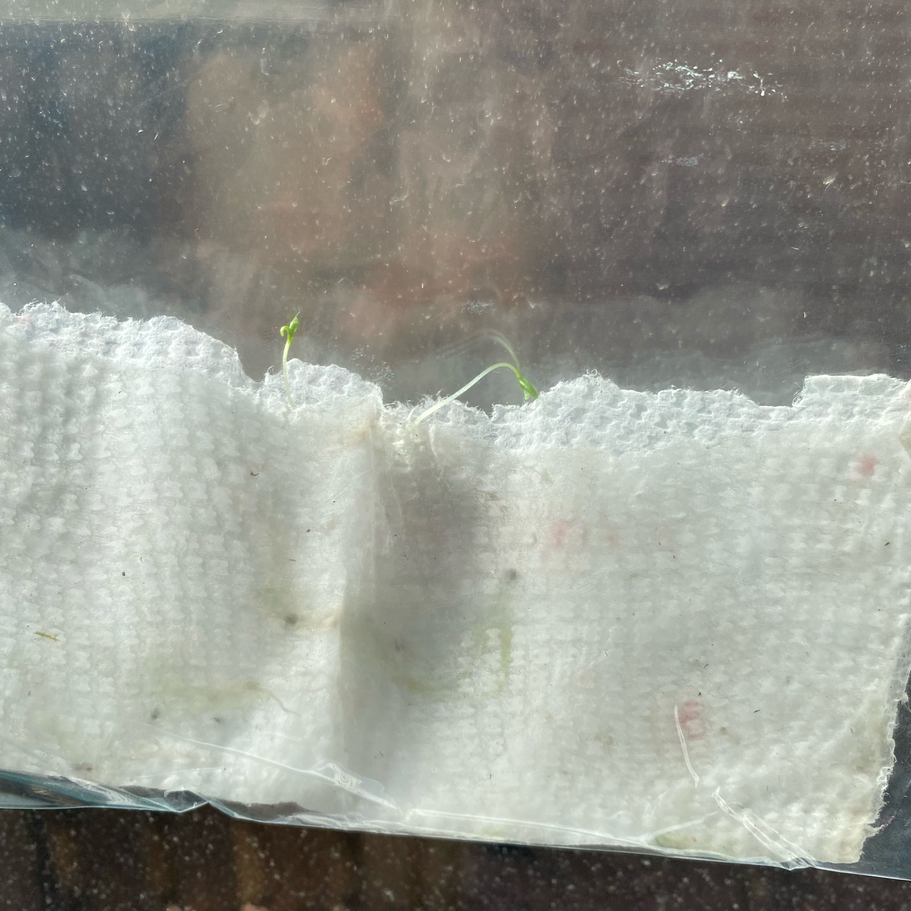Baby's Breath seedlings emerging from a damp paper towel inside a plastic bag.