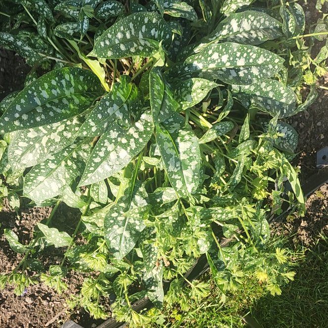 Photo of the plant species Common Lungwort by @GrownBunyapine named Ronaldo on Greg, the plant care app