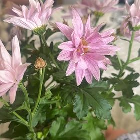 Photo of the plant species Hardy Chrysanthemum by @PlenaryWildrice named Sproutacus on Greg, the plant care app