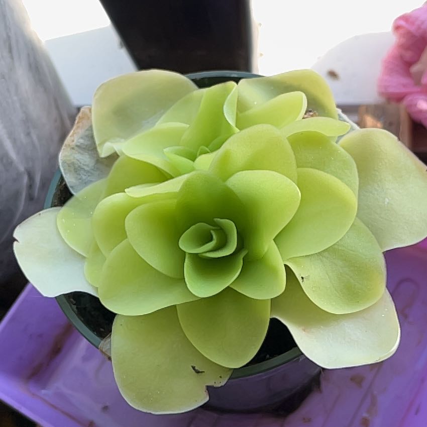Photo of the plant species Tina Butterwort by @BigTurkishsage named Remington on Greg, the plant care app