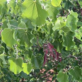 Photo of the plant species Judas Tree by @JoysomeTropical named Homer on Greg, the plant care app