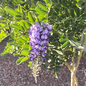 Photo of the plant species Texas Mountain Laurel by @JoysomeTropical named Winston on Greg, the plant care app