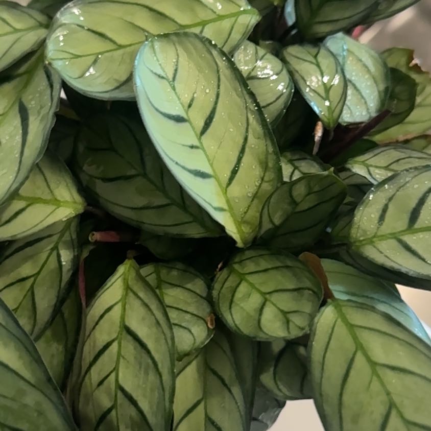 Photo of the plant species Never Never Plant by @ProperOxtongue named McKinley on Greg, the plant care app