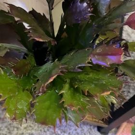 Photo of the plant species Christmas Cactus by @ProperOxtongue named Ruby on Greg, the plant care app