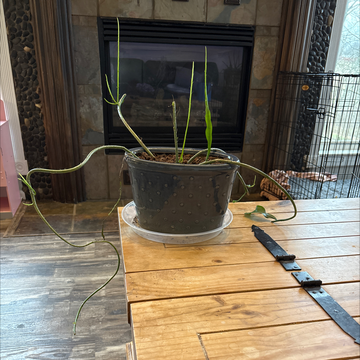 Photo of the plant species Night Blooming Cereus by @JessicaGraham named Roots on Greg, the plant care app