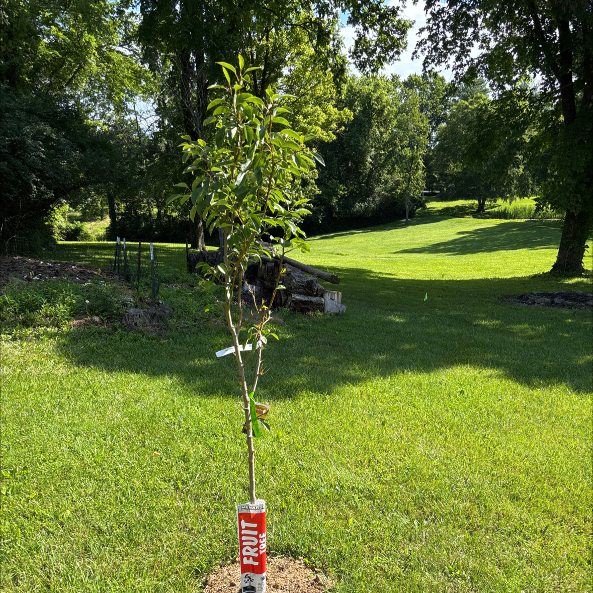 Photo of the plant species Bartlett Pear by @JessicaGraham named Willow on Greg, the plant care app