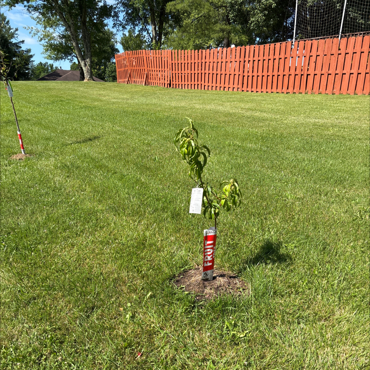 Photo of the plant species Nectafine Nectarine by @JessicaGraham named Hamilton on Greg, the plant care app