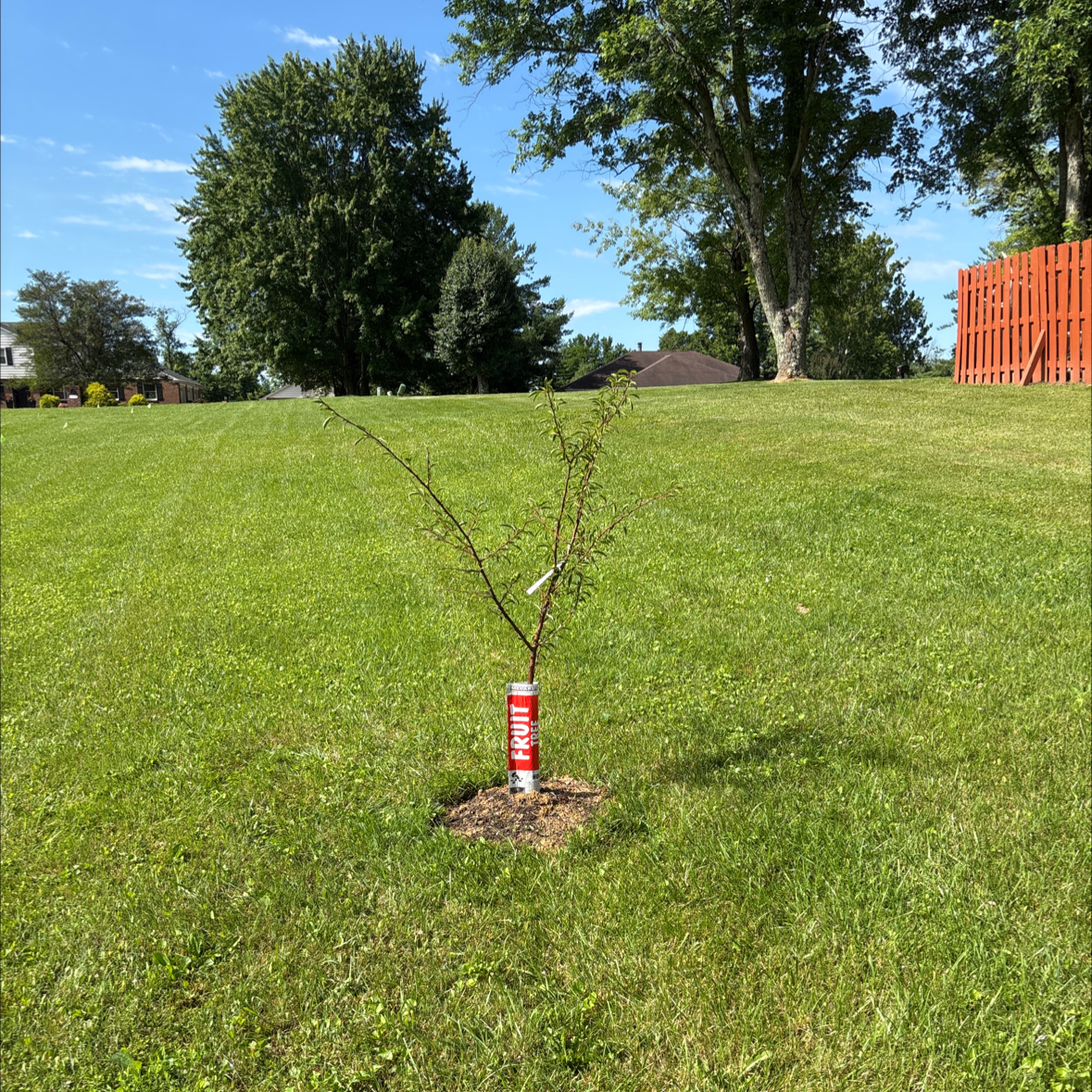 Photo of the plant species Plum by @JessicaGraham named Emerson on Greg, the plant care app