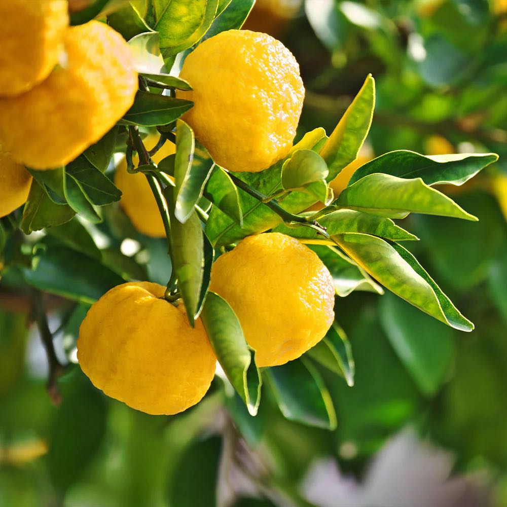 Photo of the plant species Sudachi Hybrid Yuzu by @AffectiveOrpine named Heming on Greg, the plant care app