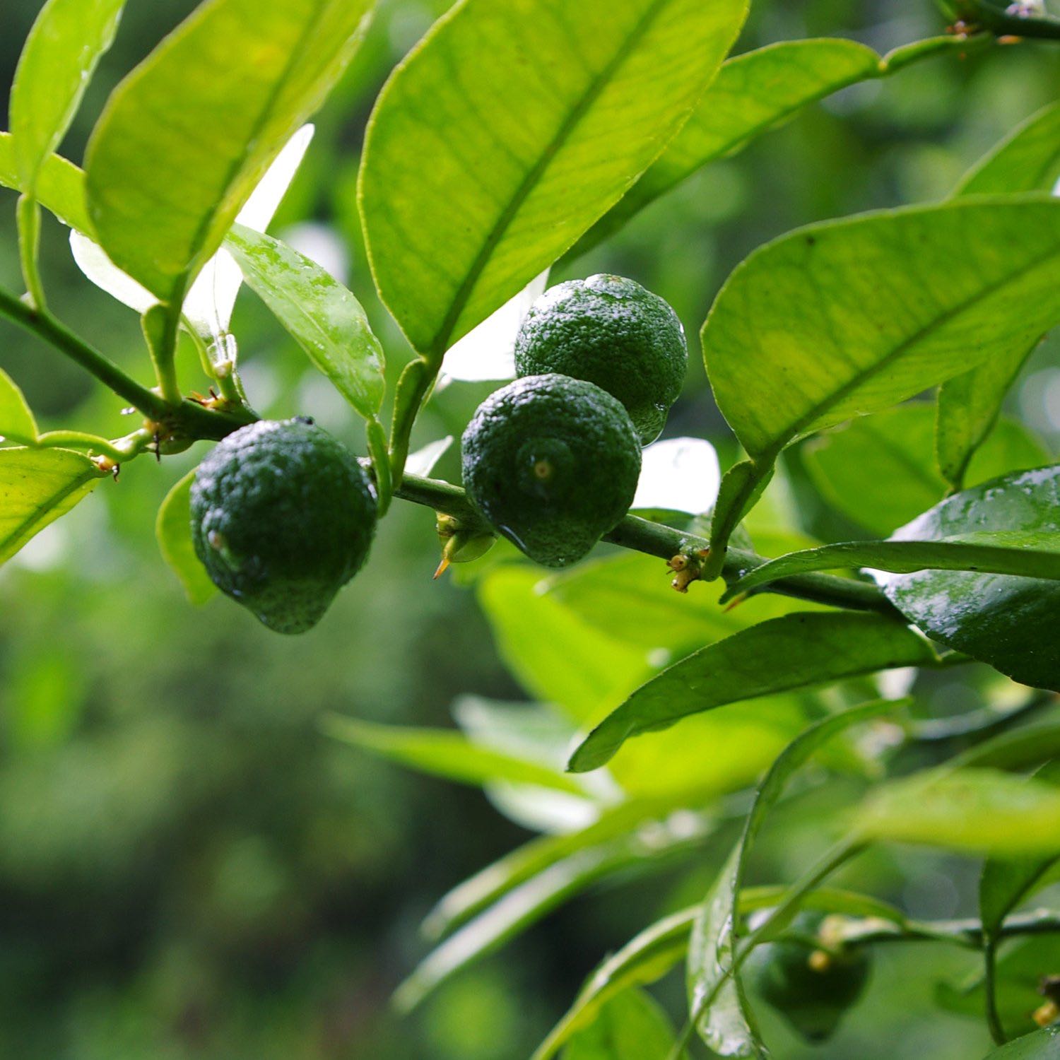 Photo of the plant species Sudachi Hybrid Yuzu by @AffectiveOrpine named dachi on Greg, the plant care app