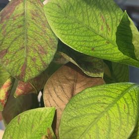 Photo of the plant species African poinsettia by @SaviorTagetes named Captain Plant-it on Greg, the plant care app