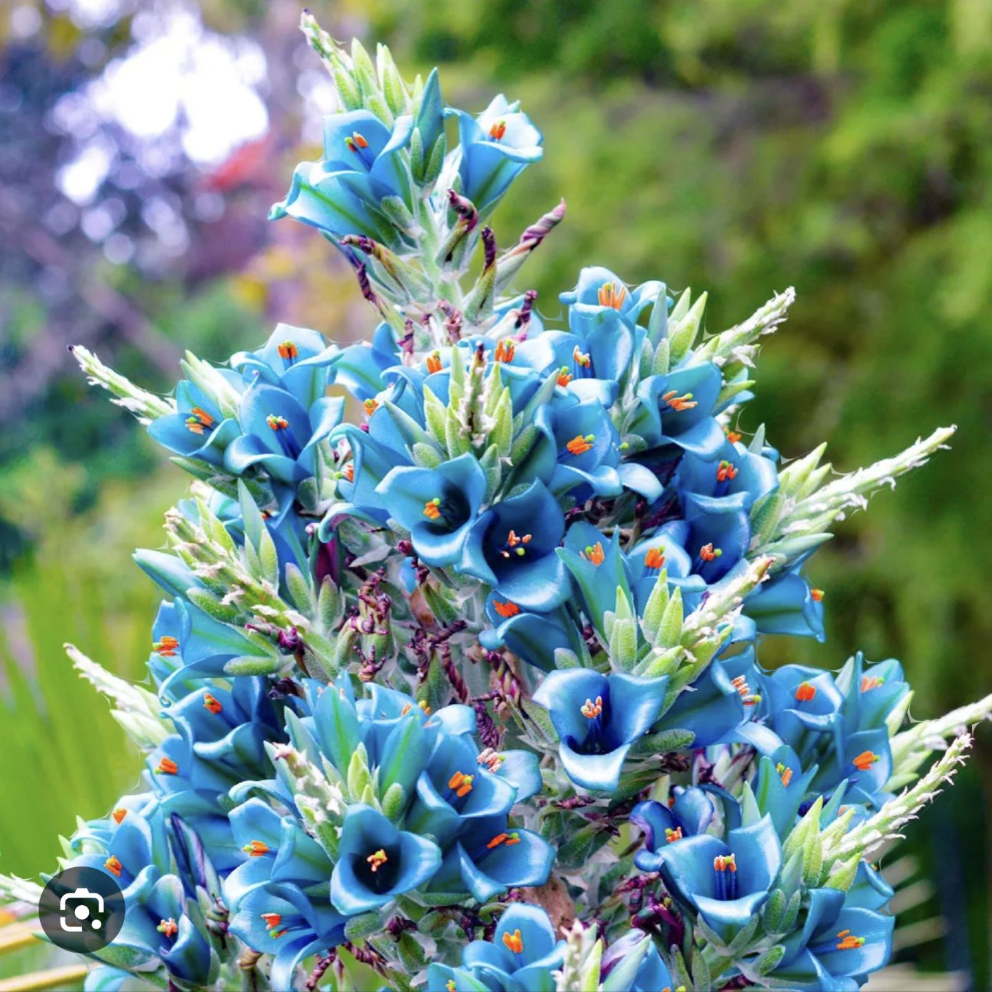 Photo of the plant species Puya alpestris by @IdolSweetbox named Luna on Greg, the plant care app