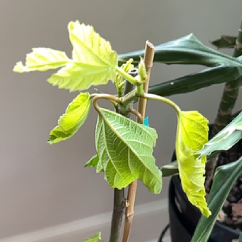 Photo of the plant species Violette De Bordeaux Fig by @ClubbyDogfennel named Small Fig on Greg, the plant care app